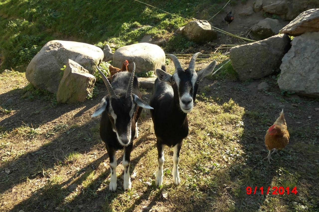 Urlaub Auf Dem Haenslehof Apartamento Elzach Exterior foto